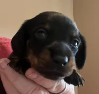 Charlie on hold, a male Miniature Dachshund for sale in Bumpass, VA – Photo 3 of 7