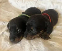 Charlie on hold, a male Miniature Dachshund for sale in Bumpass, VA – Photo 6 of 7