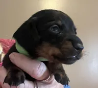 Charlie on hold, a male Miniature Dachshund for sale in Bumpass, VA – Photo 4 of 7