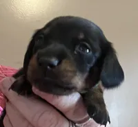 Charlie on hold, a male Miniature Dachshund for sale in Bumpass, VA – Photo 2 of 7