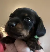 Charlie on hold, a male Miniature Dachshund for sale in Bumpass, VA – Photo 1 of 7