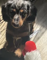 Sebastian, a male Miniature Dachshund for sale in Bumpass, VA – 3 of 10