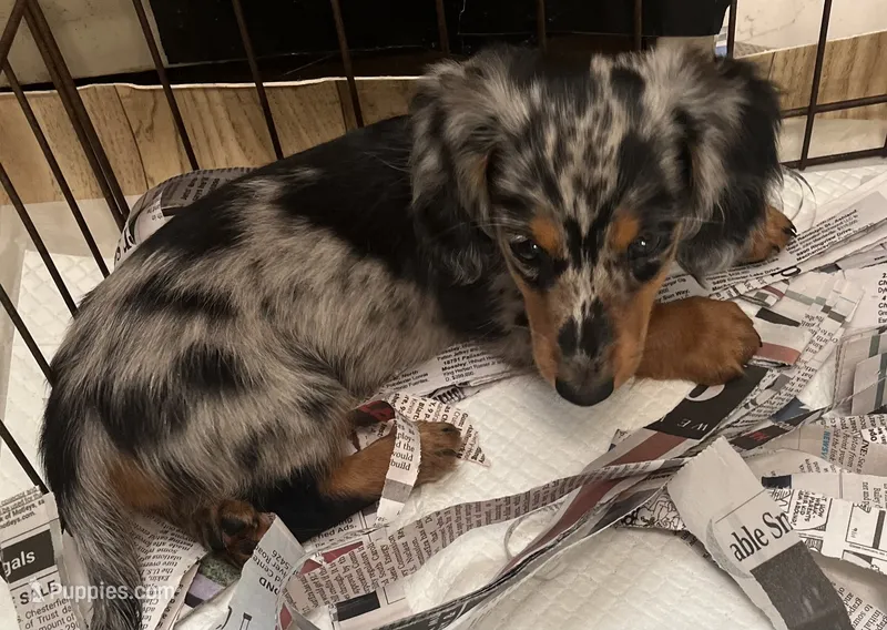 Sebastian – Miniature Dachshund puppy for sale in Bumpass, VA