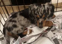 Sebastian, a male Miniature Dachshund for sale in Bumpass, VA – 1 of 10