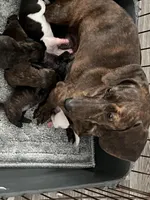 Oscar (brindle), a male Miniature Dachshund for sale in Bumpass, VA – Photo 6 of 7