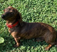 Oscar (brindle), a male Miniature Dachshund for sale in Bumpass, VA – Photo 5 of 7
