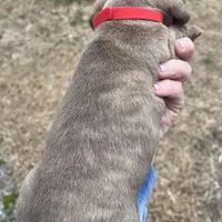 Toby blu/green eyes choc. W/ stripes, a male Miniature Dachshund for sale in Bumpass, VA – Photo 6 of 9
