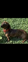 Brody (light brindle ), a male Miniature Dachshund for sale in Bumpass, VA – Photo 9 of 10