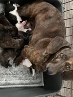 Brody (light brindle ), a male Miniature Dachshund for sale in Bumpass, VA – Photo 8 of 10