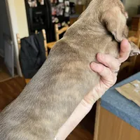 Toby blu/green eyes choc. W/ stripes, a male Miniature Dachshund for sale in Bumpass, VA – Photo 9 of 9