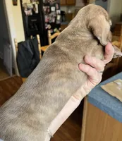 Potato blu/green eyes choc. W/ stripes, a male Miniature Dachshund for sale in Bumpass, VA – Photo 10 of 10