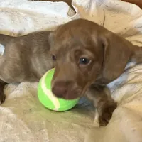 Toby blu/green eyes choc. W/ stripes, a male Miniature Dachshund for sale in Bumpass, VA – Photo 3 of 9