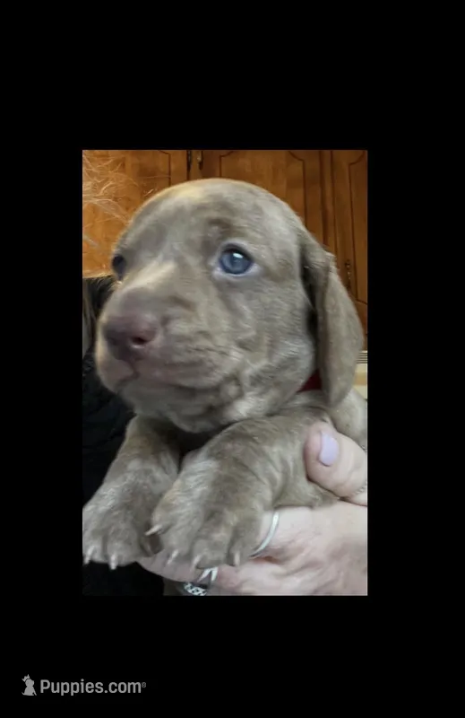 Potato blue eyes choc. W/ stripes