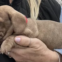 Toby blu/green eyes choc. W/ stripes, a male Miniature Dachshund for sale in Bumpass, VA – Photo 7 of 9