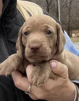 Potato blue eyes choc. W/ stripes, a male Miniature Dachshund for sale in Bumpass, VA – Photo 6 of 9