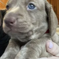 Toby blu/green eyes choc. W/ stripes, a male Miniature Dachshund for sale in Bumpass, VA – Photo 4 of 9
