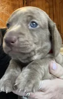 Potato blue eyes choc. W/ stripes, a male Miniature Dachshund for sale in Bumpass, VA – Photo 3 of 9