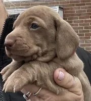Potato blue eyes choc. W/ stripes, a male Miniature Dachshund for sale in Bumpass, VA – Photo 9 of 9