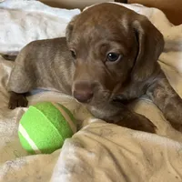 Toby blu/green eyes choc. W/ stripes, a male Miniature Dachshund for sale in Bumpass, VA – Photo 2 of 9