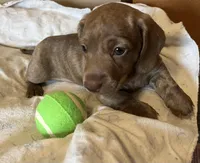 Potato blu/green eyes choc. W/ stripes, a male Miniature Dachshund for sale in Bumpass, VA – Photo 1 of 10
