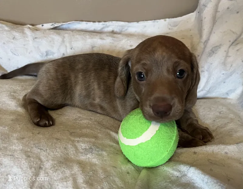 Potato blu/green eyes choc. W/ stripes