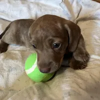 Toby blu/green eyes choc. W/ stripes, a male Miniature Dachshund for sale in Bumpass, VA – Photo 5 of 9