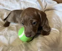 Potato blu/green eyes choc. W/ stripes, a male Miniature Dachshund for sale in Bumpass, VA – Photo 5 of 10