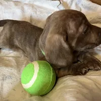 Toby blu/green eyes choc. W/ stripes, a male Miniature Dachshund for sale in Bumpass, VA – Photo 8 of 9