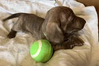 Potato blu/green eyes choc. W/ stripes, a male Miniature Dachshund for sale in Bumpass, VA – Photo 9 of 10