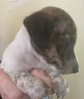 Tiny luna(brindle piebald), a female Miniature Dachshund for sale in Bumpass, VA – 8 of 8