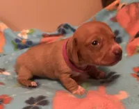 Lola , a female Miniature Dachshund for sale in Bumpass, VA – 2 of 3