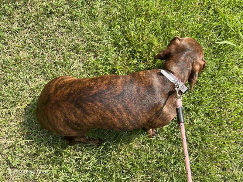 Tweeny(beautiful brindle) – Miniature Dachshund puppy for sale in Bumpass, VA