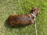 Tweeny(beautiful brindle), a female Miniature Dachshund for sale in Bumpass, VA – 5 of 8