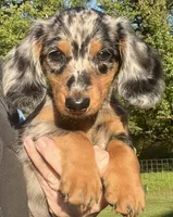 Sebastian, a male Miniature Dachshund for sale in Bumpass, VA – 4 of 10