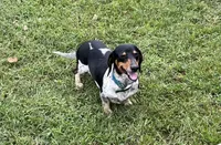 Ziggy, a male Miniature Dachshund for sale in Bumpass, VA – 2 of 2