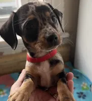 Tiny nugget, a male Miniature Dachshund for sale in Bumpass, VA – 6 of 9