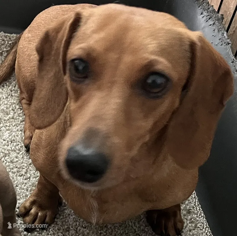Rosie mae – Miniature Dachshund puppy for sale in Bumpass, VA