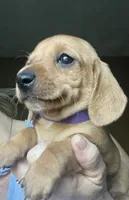 Little ruby ( on hold), a female Miniature Dachshund for sale in Bumpass, VA – 5 of 7