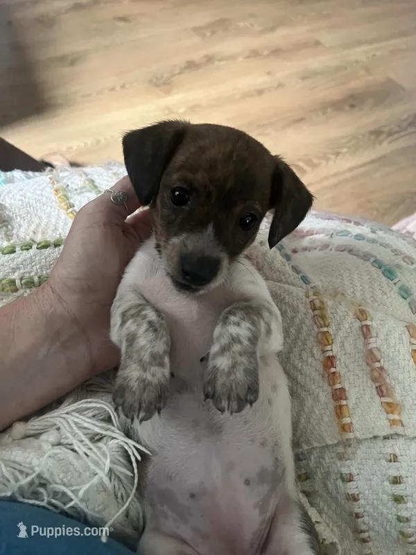 Tiny luna(brindle piebald) – Miniature Dachshund puppy for sale in Bumpass, VA
