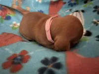 Little ruby, a female Miniature Dachshund for sale in Bumpass, VA – 3 of 3