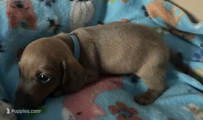 Bogey (blue shaded) – Miniature Dachshund puppy for sale in Bumpass, VA