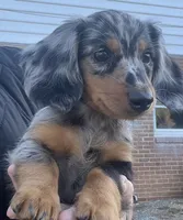 Sebastian, a male Miniature Dachshund for sale in Bumpass, VA – 10 of 10