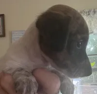 Tiny luna(brindle piebald), a female Miniature Dachshund for sale in Bumpass, VA – 7 of 8