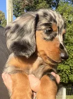 Sebastian, a male Miniature Dachshund for sale in Bumpass, VA – 5 of 10
