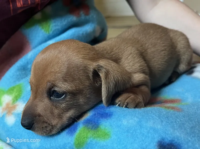 Little ruby – Miniature Dachshund puppy for sale in Bumpass, VA