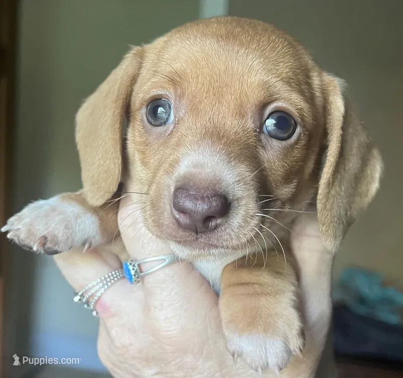 Lola  – Miniature Dachshund puppy for sale in Bumpass, VA