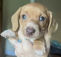 Lola  ( on hold), a female Miniature Dachshund for sale in Bumpass, VA – 1 of 6