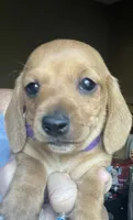 Little ruby ( on hold), a female Miniature Dachshund for sale in Bumpass, VA – 4 of 7