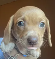Lola  ( on hold), a female Miniature Dachshund for sale in Bumpass, VA – 3 of 6