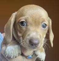 Lola  ( on hold), a female Miniature Dachshund for sale in Bumpass, VA – 4 of 6